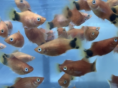 レッドミッキーマウスプラティ　M　5匹