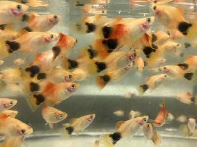 ゴールデンミッキーマウスプラティ　M　5匹