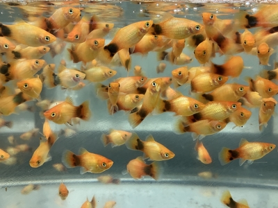 サンセットミッキーマウスプラティ　M　5匹