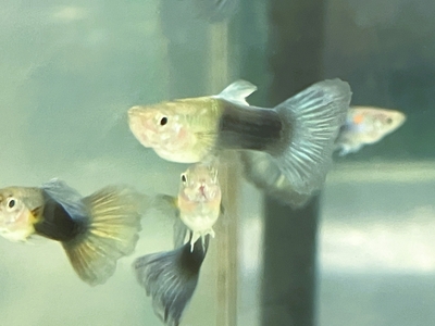 ブルーネオングッピー　♂