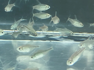 ダイヤモンドテトラ　ML　5匹