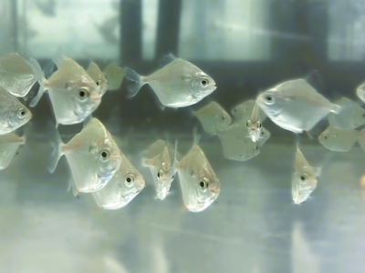 ストライプシルバーメチニス　4ｃｍぐらい