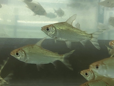 カラープロキロダスイエロー　7ｃｍぐらい