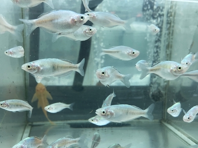 ハーフオレンジレインボー　4ｃｍぐらい