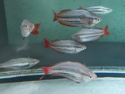 メラノテニア・スプレンディダ　７cmぐらい