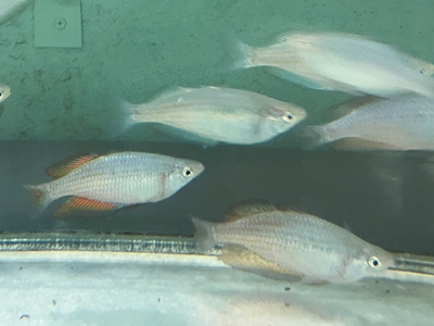 メラノテニア・パーキンソニー　７cmぐらい