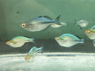 ブルーレインボー　７cmぐらい