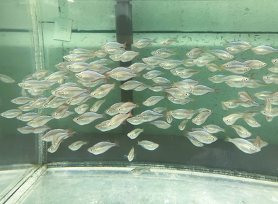 ネオンドワーフレインボー　3ｃｍぐらい　5匹