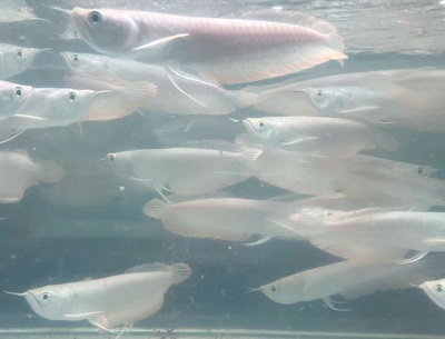 シルバーアロワナ　20ｃｍぐらい