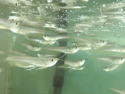 シルバーアロワナ　ベビー　10ｃｍぐらい