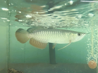 No74　紅尾金龍 （レッドテールゴールデン）　23ｃｍぐらい　１匹　現物