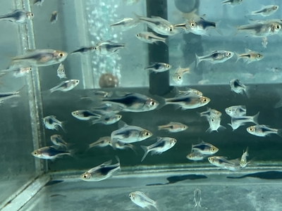 ラスボラ・ヘテロモルファパープル　ML　１０匹