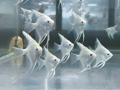 プラチナエンゼル　4ｃｍぐらい