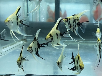 ゴールデンマーブルエンゼル　5ｃｍぐらい