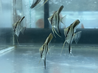 マナカプルエンゼル　5ｃｍぐらい