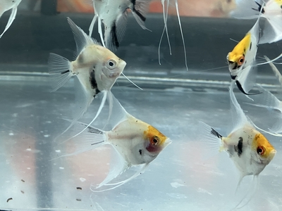 コイエンゼル　5ｃｍぐらい