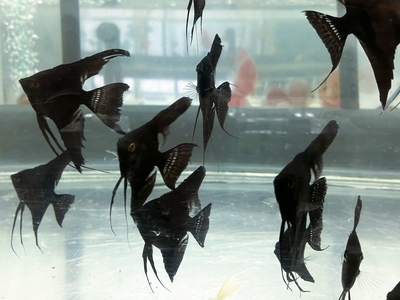 ブラックエンゼル　5ｃｍぐらい