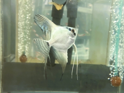 ブルーべレムエンゼル　5ｃｍぐらい