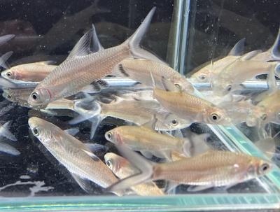 シルバーシャーク　4ｃｍぐらい