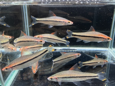 レッドライン・トーピードバルブ　7ｃｍ前後