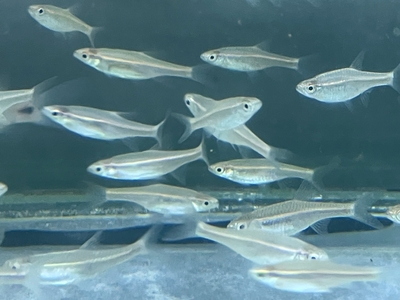 レッドラインドワーフラスボラ　5ｃｍ前後　１０匹