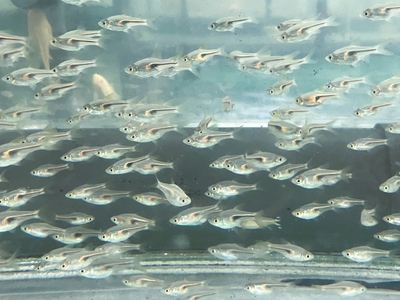 ラスボラヘンゲリー　ML　１０匹