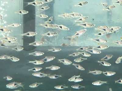 ラスボラヘテロモルファー　ML　10匹