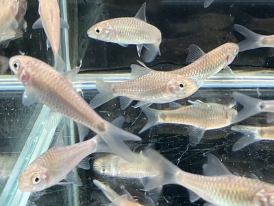 ブルーマハシール　4ｃｍぐらい