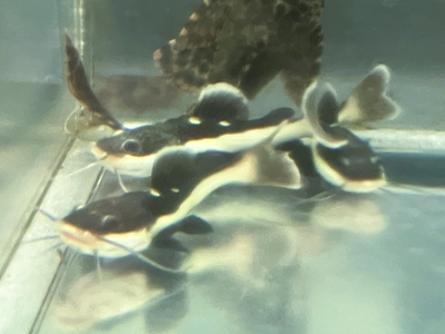 レッドテールキャットベビー