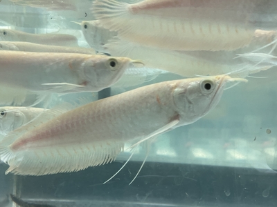 アルビノシルバーアロワナ　18ｃｍぐらい