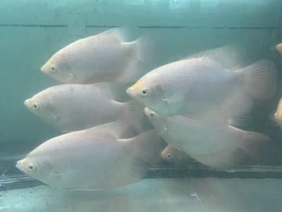 ゴールデンオスフロネームスグーラミー　18ｃｍぐらい