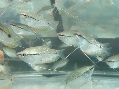 パールグラミィー　5ｃｍぐらい