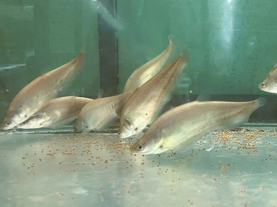 ゴールデンクラウンナイフフィッシュ　15ｃｍぐらい