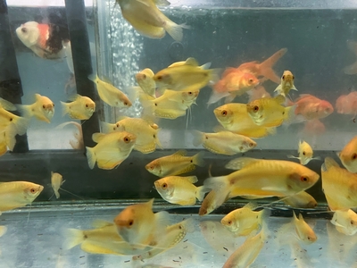 ゴールデングラミー　7ｃｍ前後