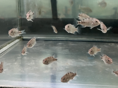 チューバ　シクリッド　3ｃｍぐらい