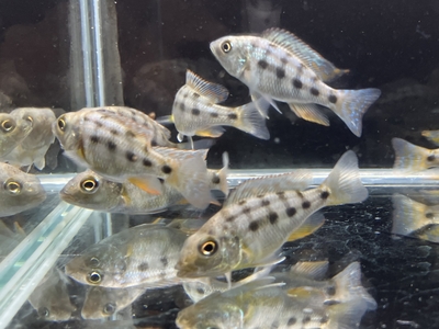 フォッソロクロミス　ロストラトゥス　5ｃｍぐらい