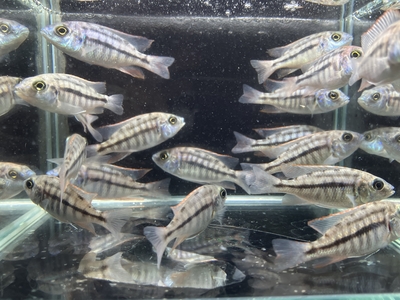 プロトメラス・タエニオラータス　レッド　5ｃｍぐらい