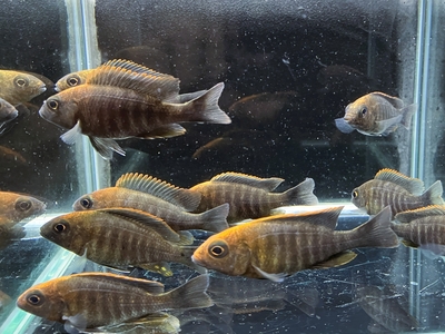 アフリカン　シクリッド(上)、西アフリカ産　シクリッド（下）東アフリカ産セット アフリカンシクリッド | 熱帯魚通販フォレスト