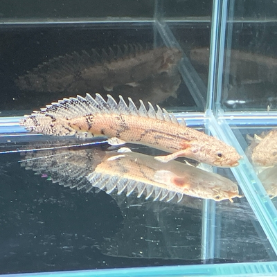 ポリプテルス・エンドリケリー　8ｃｍぐらい