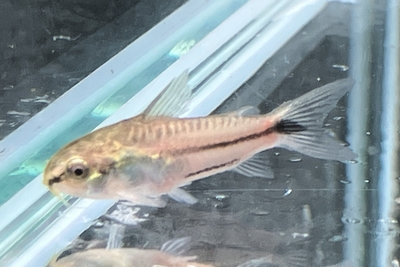 コリドラス・ピグマエウス　Mサイズ