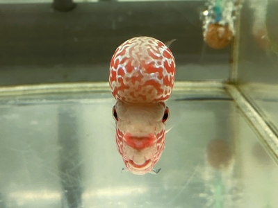 F-7　ビッグヘッドフラワーホーン　10ｃｍぐらい