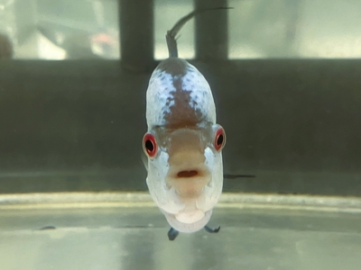 T-1　タイシルクビッグヘッドフラワーホーン　10ｃｍぐらい　