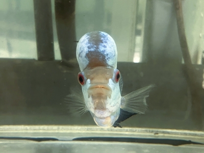 T-2　タイシルクビッグヘッドフラワーホーン　10ｃｍぐらい