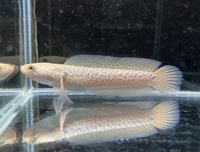 レッドスポットコウタイ　11ｃｍぐらい