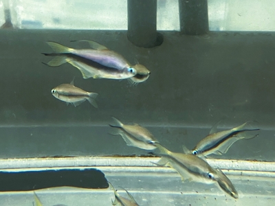 エンペラーテトラ　M　１０匹