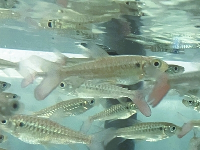 イエローピンクテールカラシン　7ｃｍぐらい