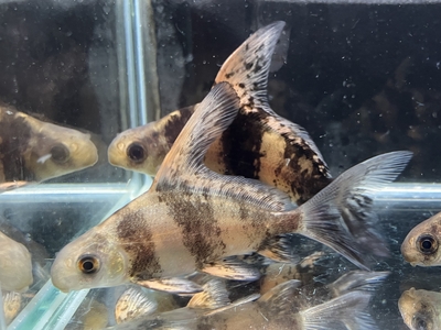 エンツユイ　6ｃｍぐらい