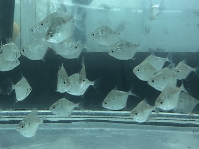 ストライプシルバーメチニスリオカピム　ベビー　4ｃｍぐらい