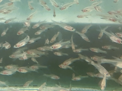 ラスボラ・アクセルロディ　レッド　M　１０匹