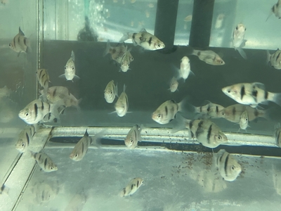 ルビーバルブ　M　